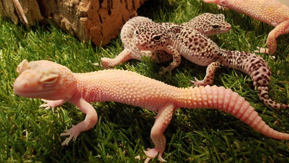 Gecko lizards inspired scientists to develop sticky attachments which allowed a man to climb a 12ft pane of glass (PA/RSPCA)