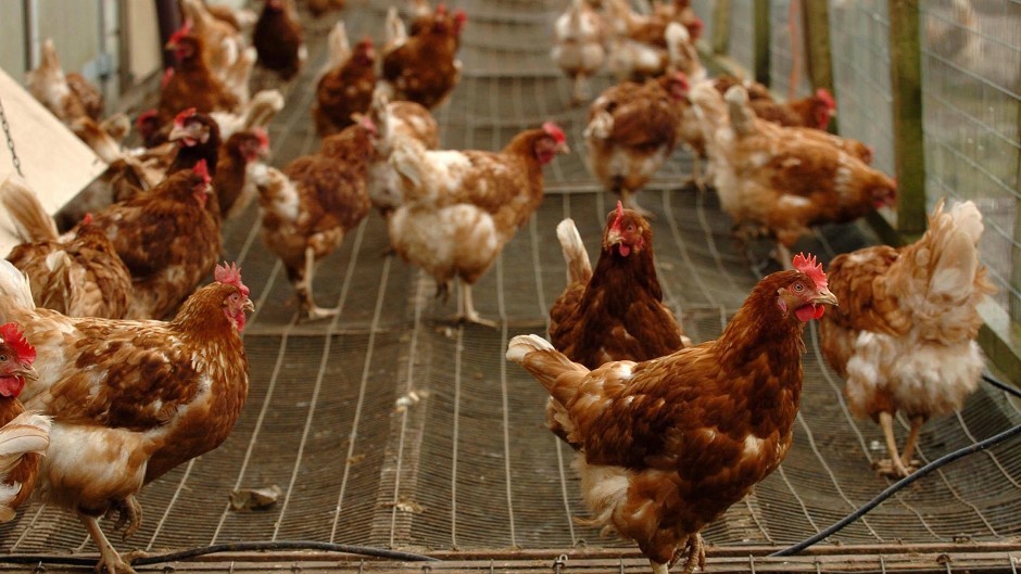 Bird flu cases have been reported in mainland Europe