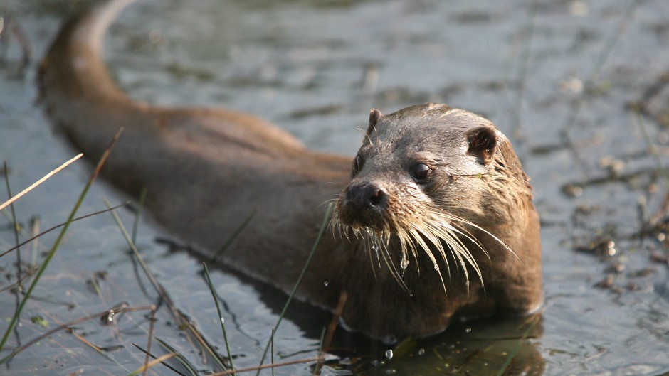 Otters are among the animals which reside on the Ury Estate