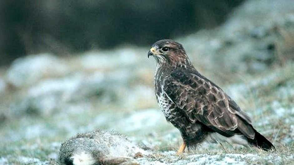 George Mutch is accused of killing three birds, including a buzzard.