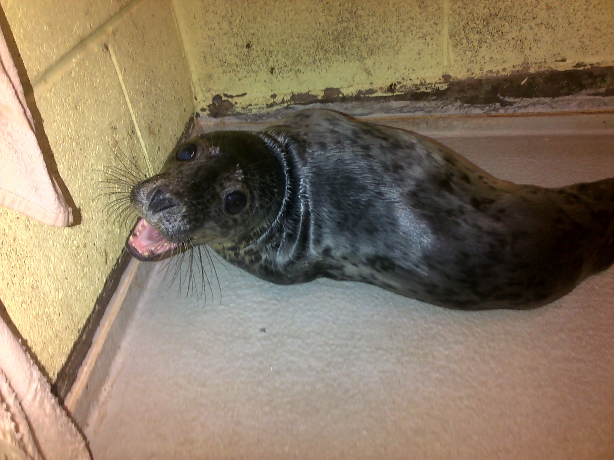 The seal pup has been name Rose after it was found at Rosemarkie Beach.