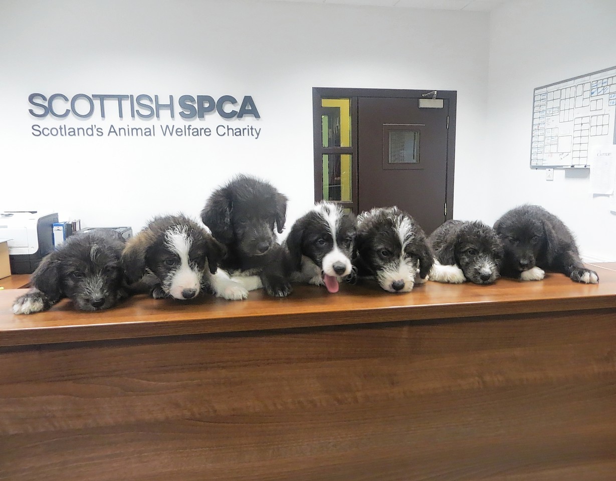 The seven puppies looking for a new home.