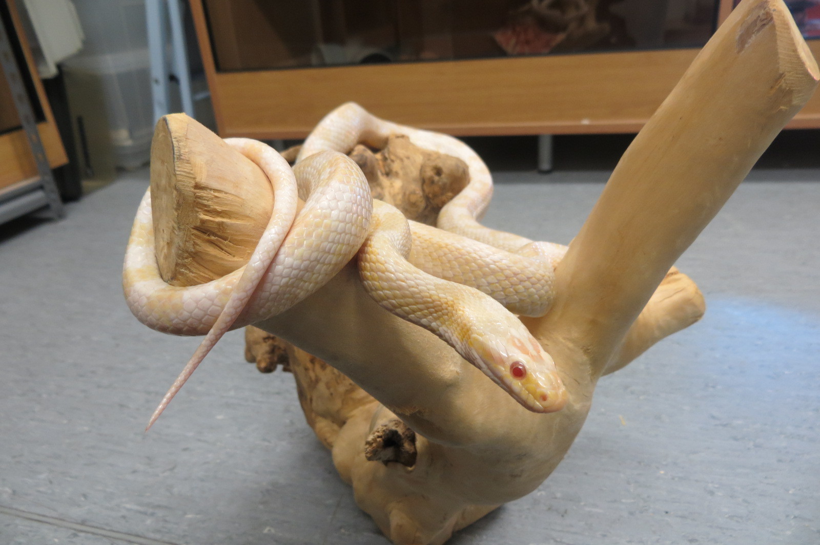 Sparkle the corn snake. Photo courtesy of Scottish SPCA. 