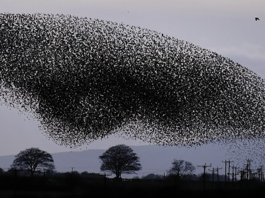 Starlings 