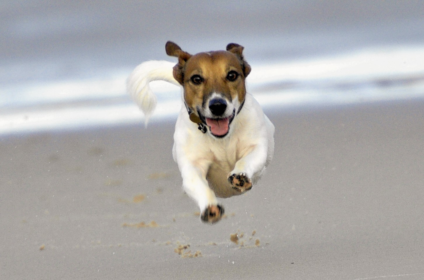 There he is, Superdog in full flight! 