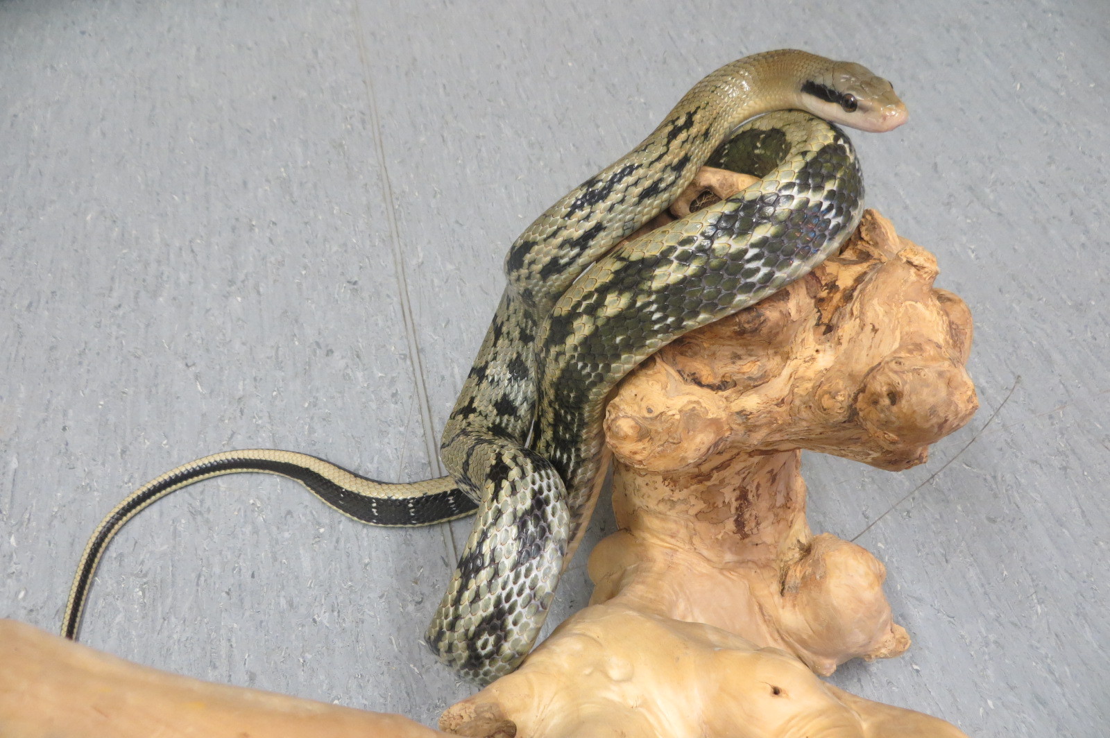 Tanya the rat snake