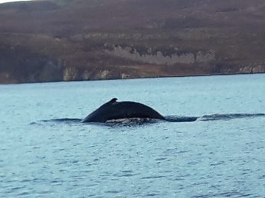 Whale-3.jpg