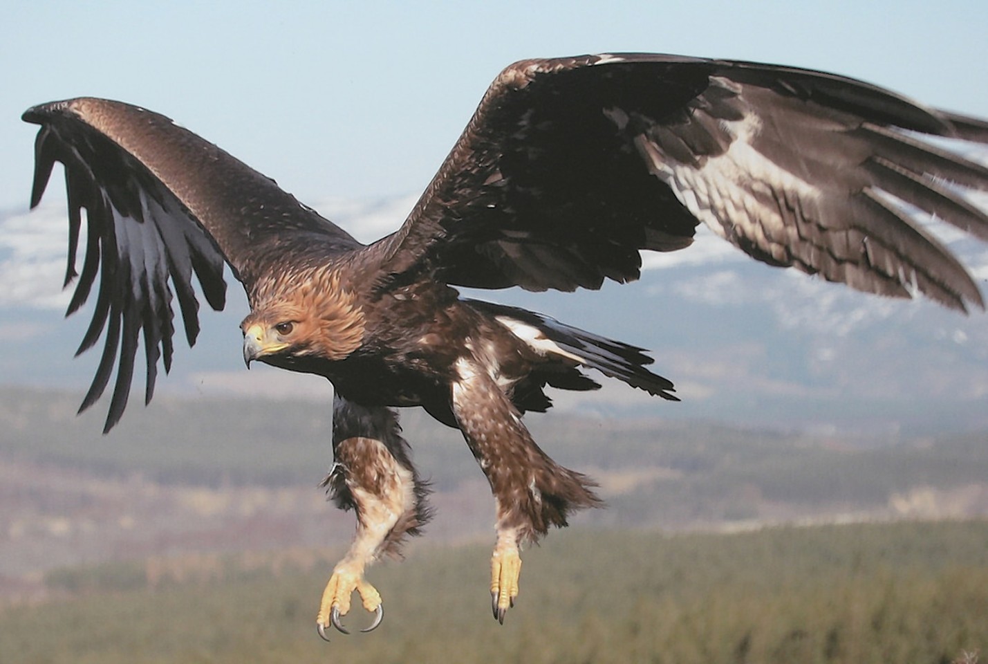 The oldest golden eagle in Britain has been found dead