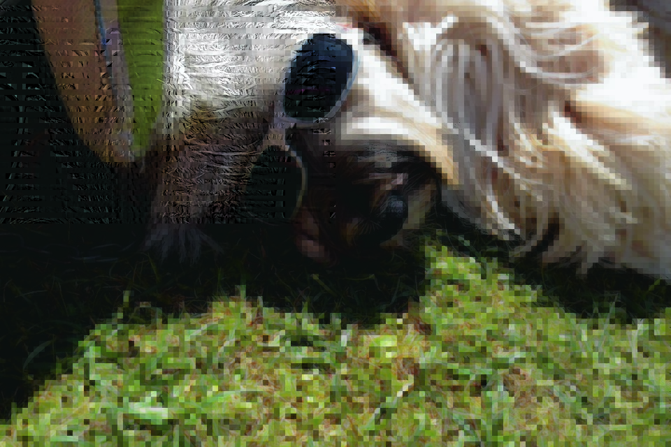 Alfie the Tibetan terrier enjoying his holidays in Dornoch. He lives with Catriona, Rebecca and Innes in Turriff.