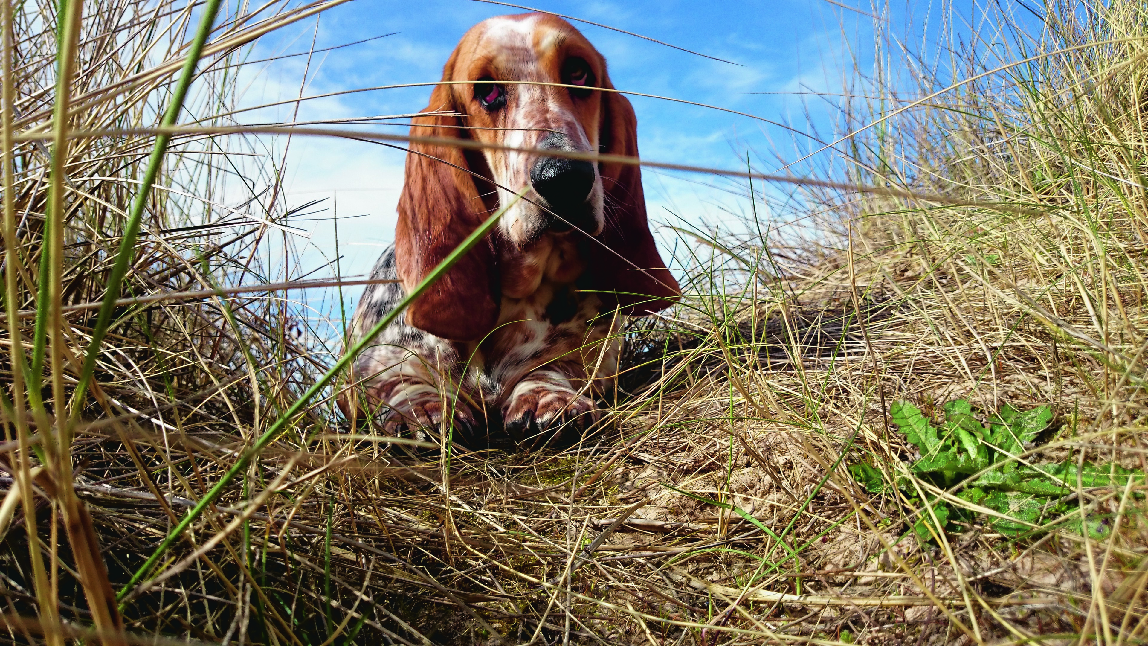 Bella the one year old Basset hound lives in Burghead with Fiona and Jon.