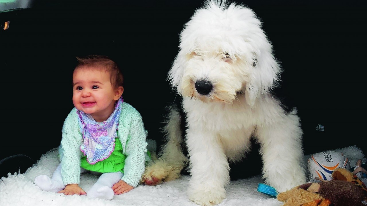 This is a picture of Dougal, a four month old old English sheep dog guarding seven month old Jessica. The pair live with Dawn Cowie-Mcinnes in Nairn and are our winners this week.