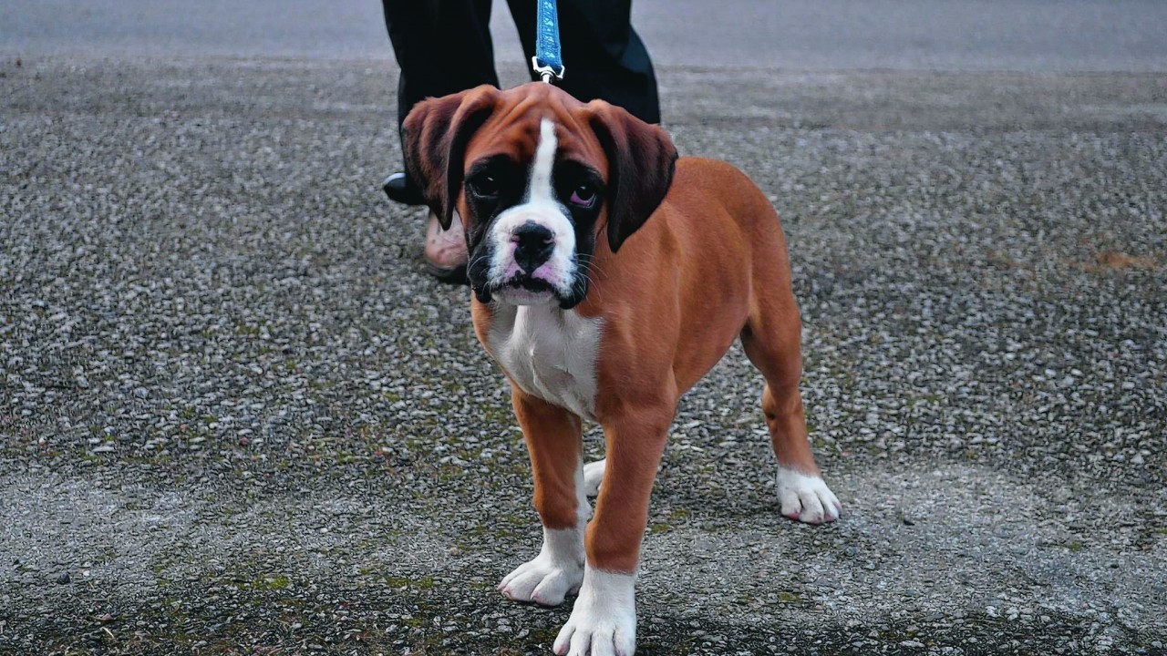 This is Flash, the boxer dog who lives with Eilidh and Jack at Craigievar.