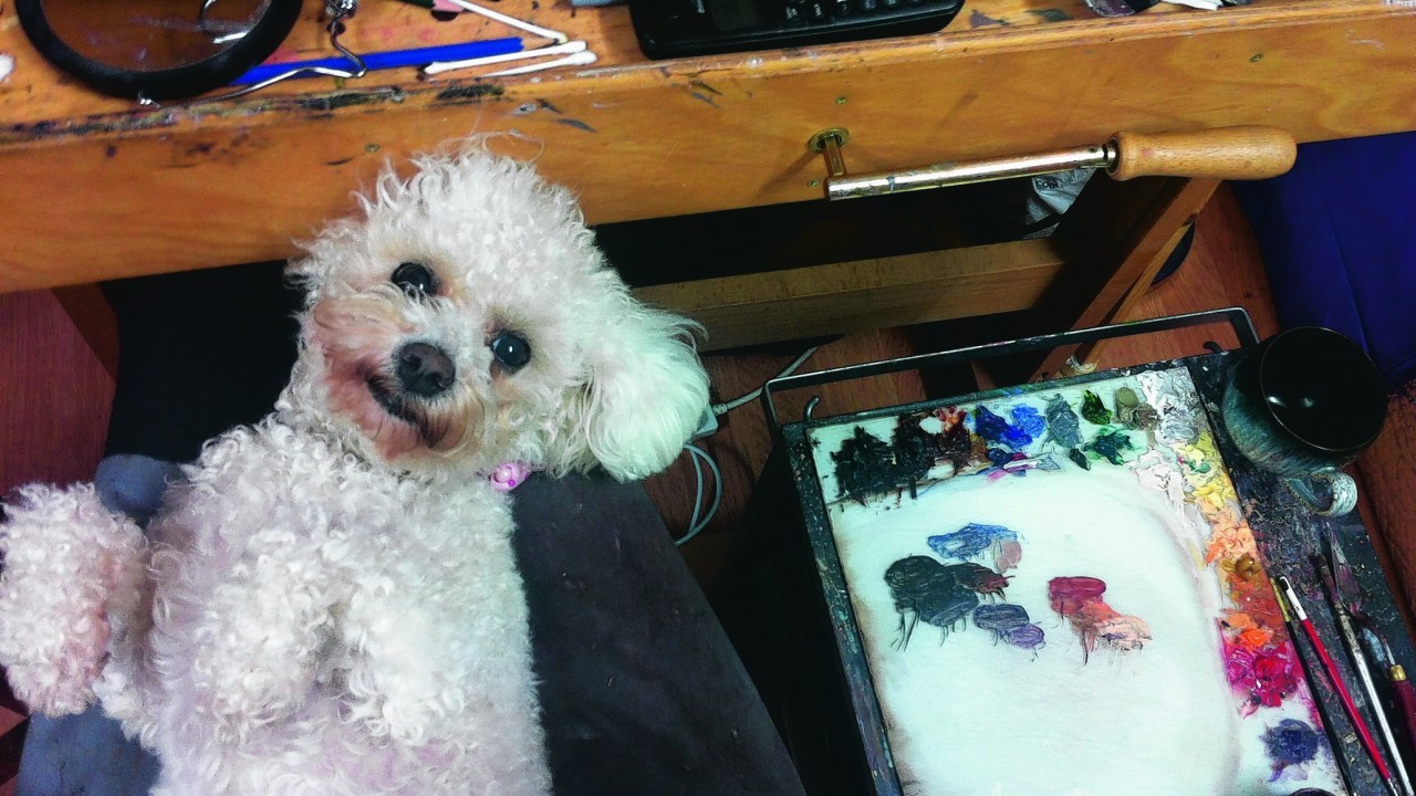 Kaja the bichon frise trying to prevent her owner, local artist Nicole Porter, from working on the latest painting in the studio at The Nicole Porter Gallery, Aberdeen.