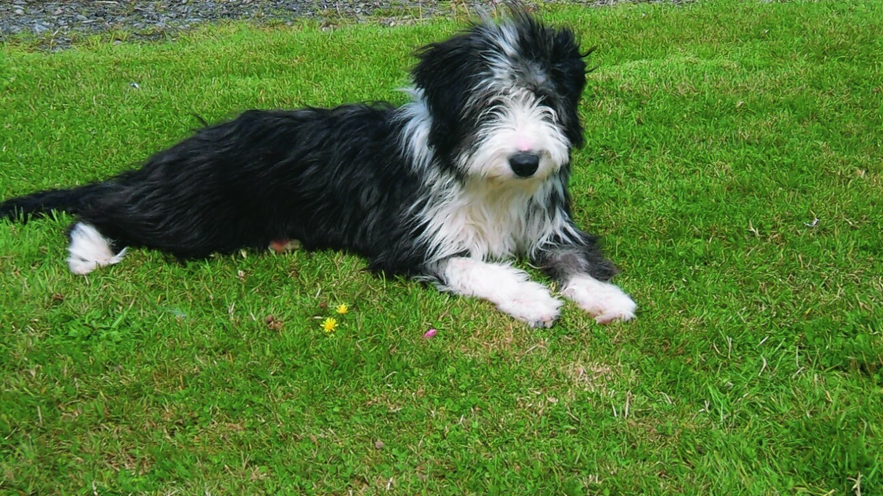 Five-month-old bearded collie Jill lives with Billy and Cath Maclennan near Muir of Ord.