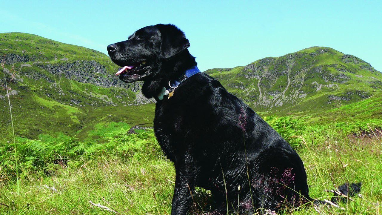 Jura lives with the Russell family in Insch and is pictured here on holiday in Perthshire.