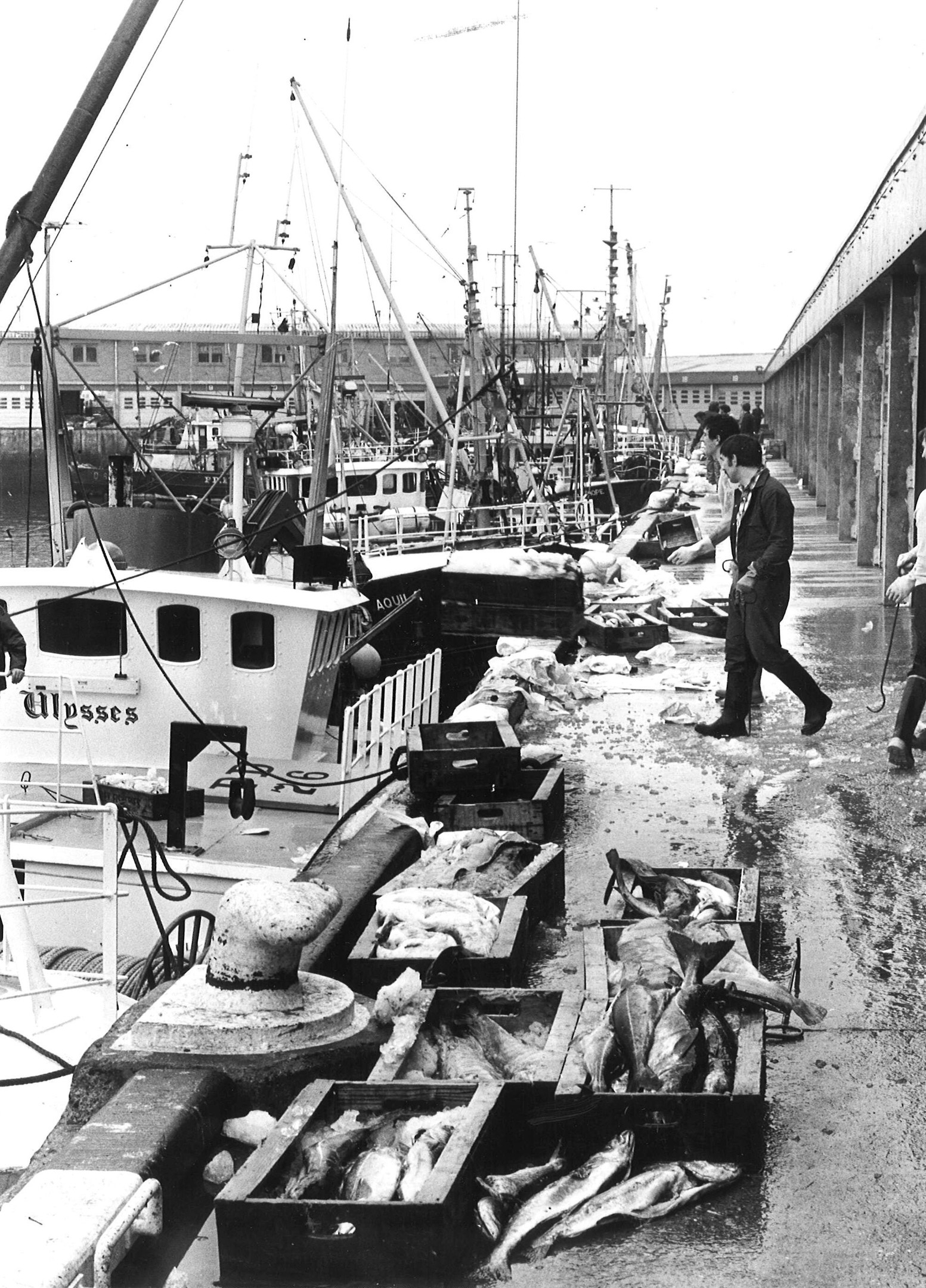 peterhead fishmarket 5