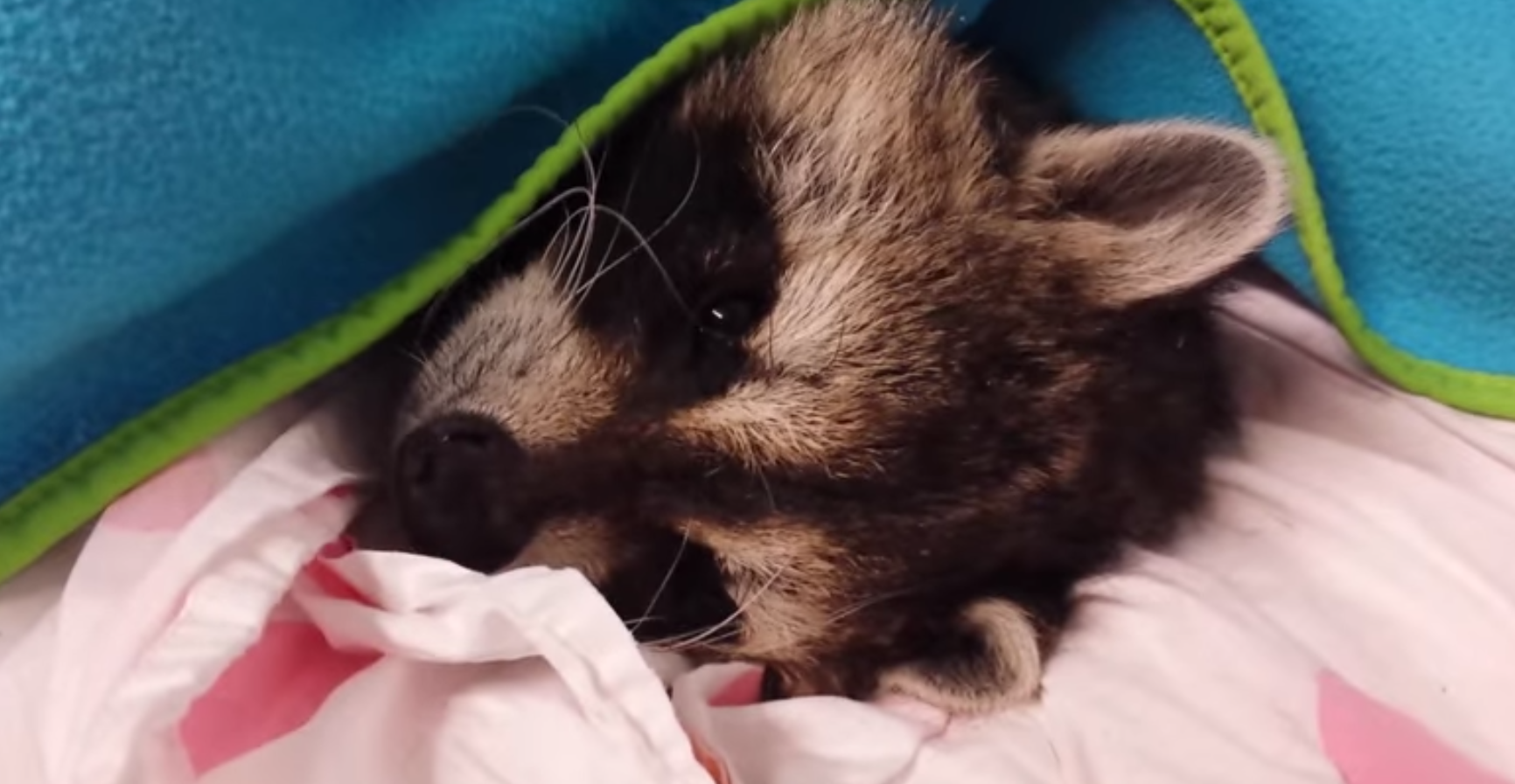 This raccoon appears to be allergic to mornings