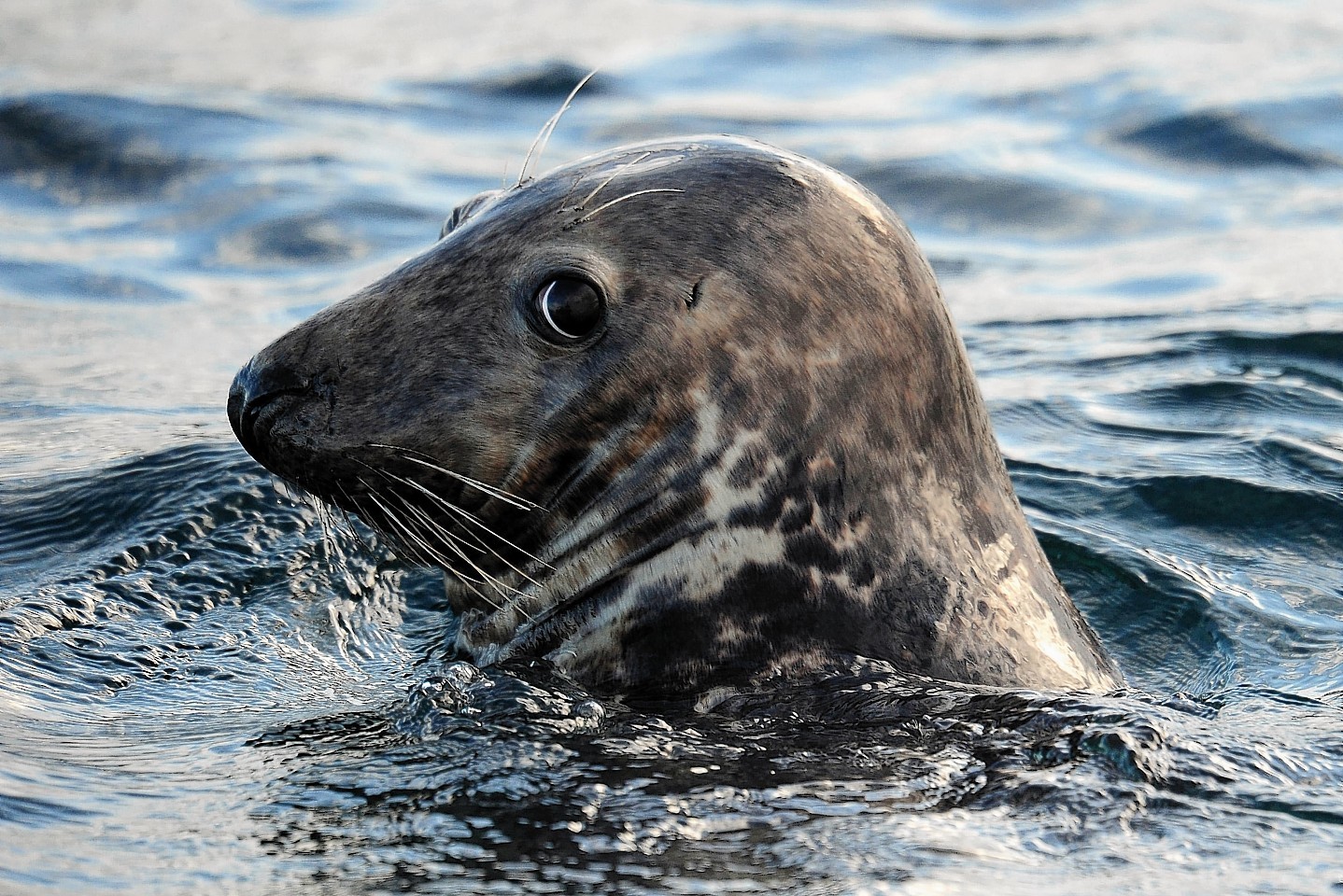 Seals could be eavesdropping on vital scientific work