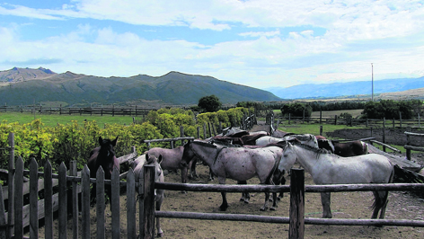 Horses in a ranch  in Cotopaxi, Ecuador
