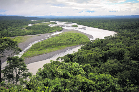 The Amazonian rainforest in eastern Ecuador