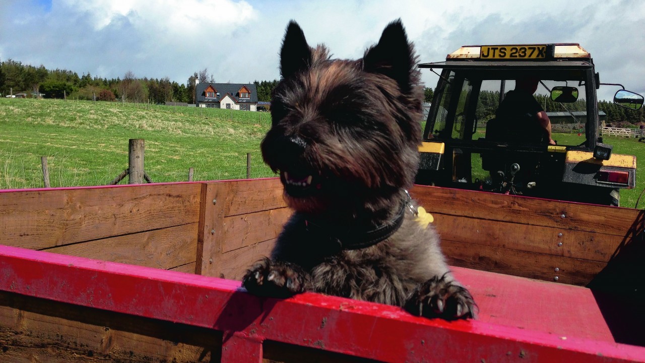Eight-year-old Bracken     loves tractors. He stays with Wendy and Kevin Anderson in Farr, Inverness. He is our winner this week.