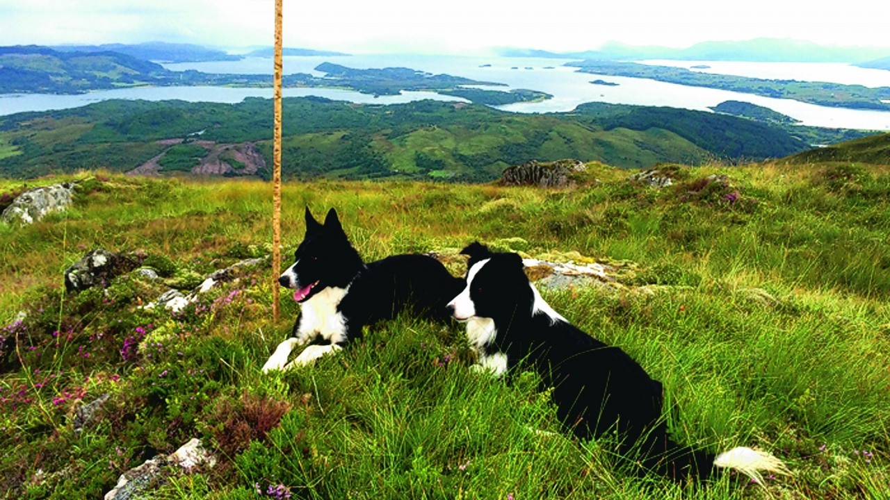 Min and Chance out on the hill in Appin, Argyll. They live with Sandra Maccorquodale.
