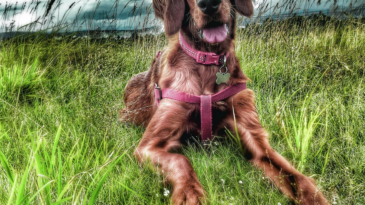 Rosie the red setter lives with the Macleod family in Milton of Leys, Inverness.