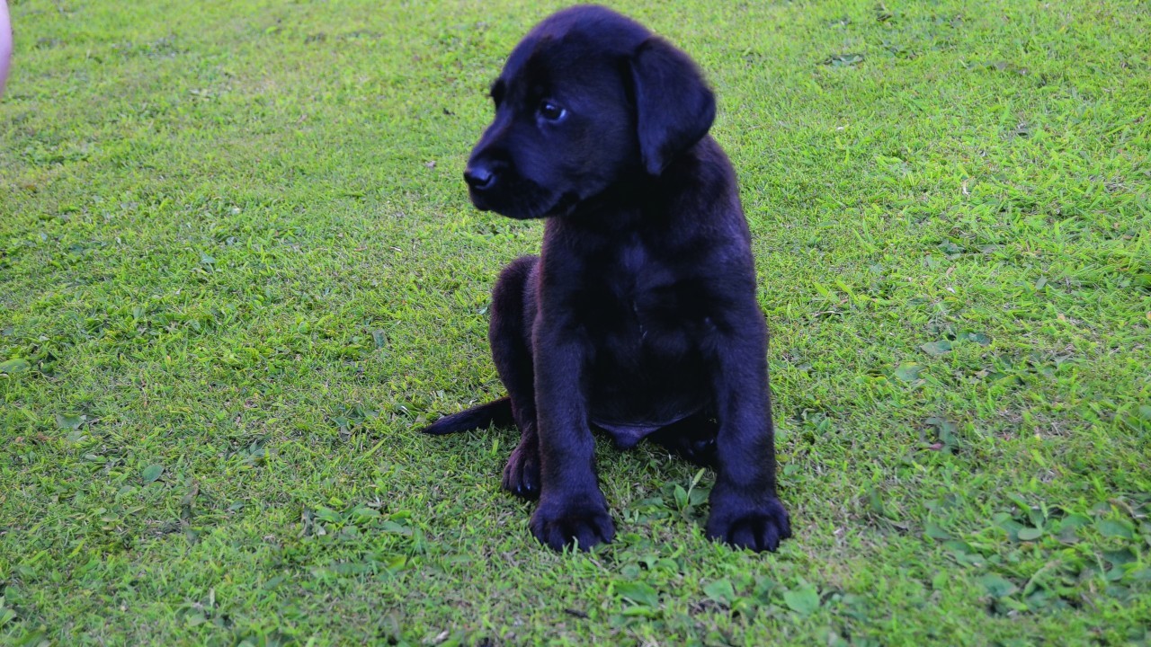 Thor, a 10-week-old black labrador, on his first day out in the garden in Portknockie. He lives with Alex Smith.