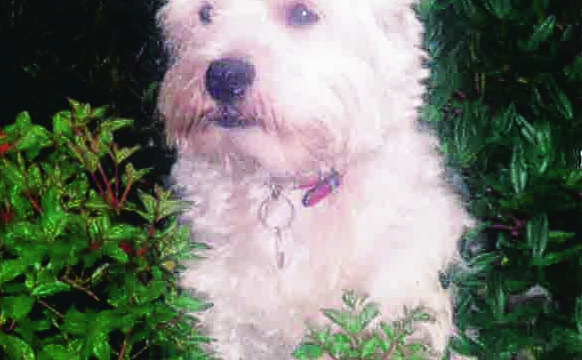 Fifteen-year-old West Highland terrier Bonnie lives with Lilian Brebner in Aberdeen