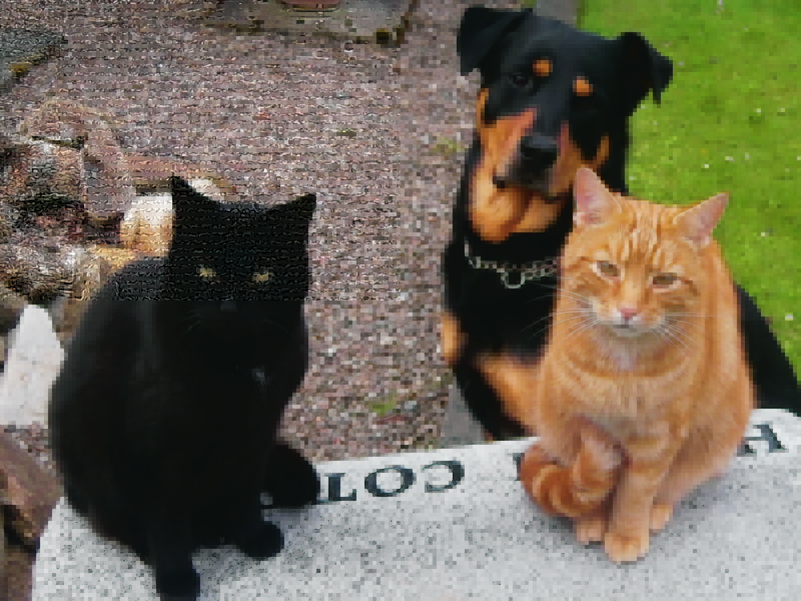 Best friends Alfie, Thomas and Nimbo live with Violet in Mulben, Keith. They are the joint winners this week.