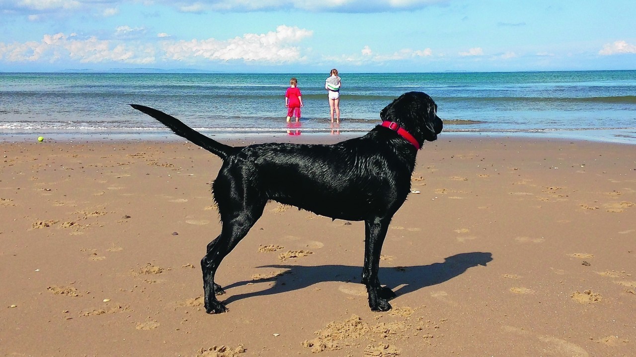 Labrador Bella lives with the Hey family in Nairn.