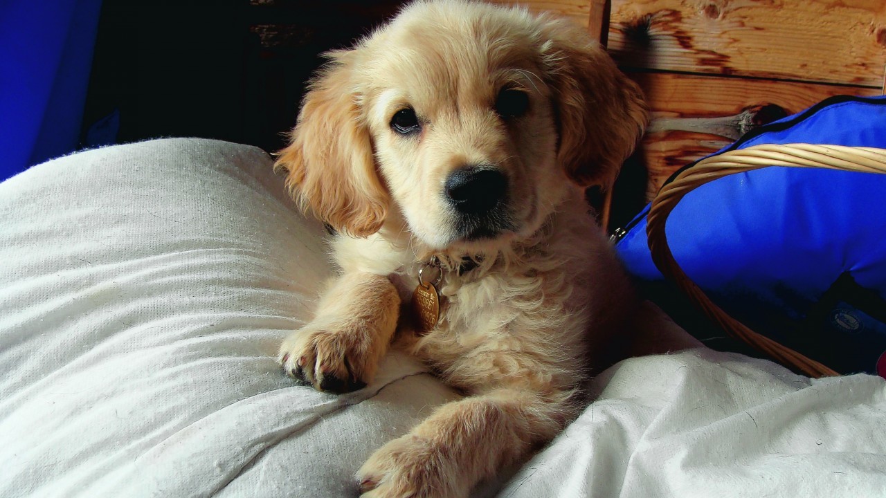 This is Mungo, a golden retriever, as a pup who lives with Sheila Blair in Torphins.