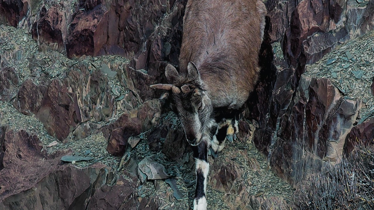 blue sheep at Hemis National Park