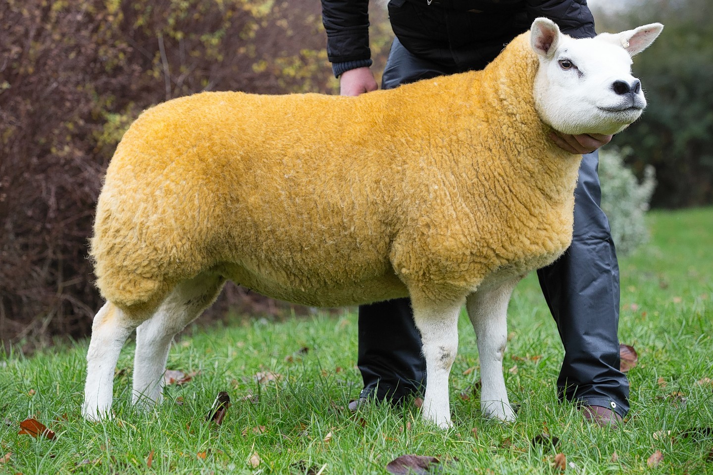 The 14,000gn gimmer