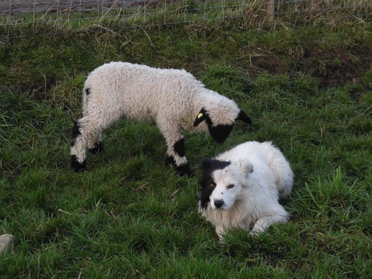 Adele Irvine's beloved sheepdog Chubs