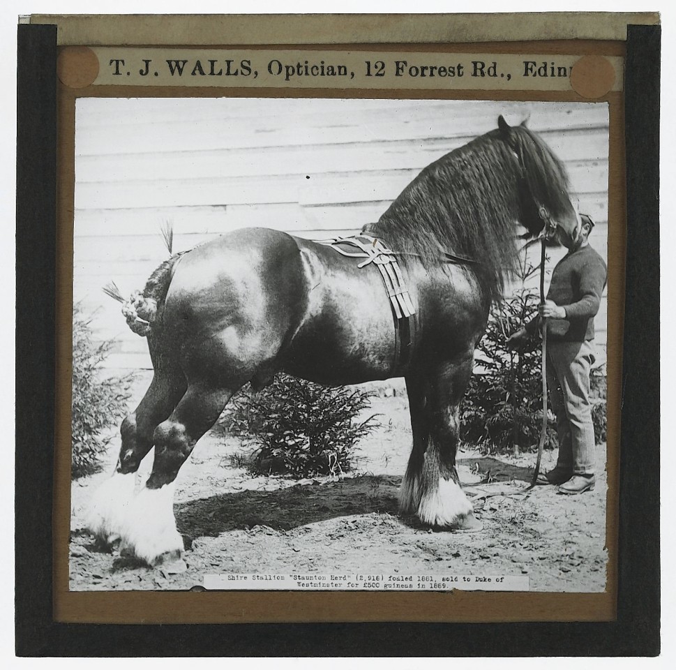  'Shire Stallion, Staunton Hero. Photograph of the Shire stallion, Staunton Hero foaled in 1861 and sold to the Duke of Westminster for £500 guineas in 1889.
