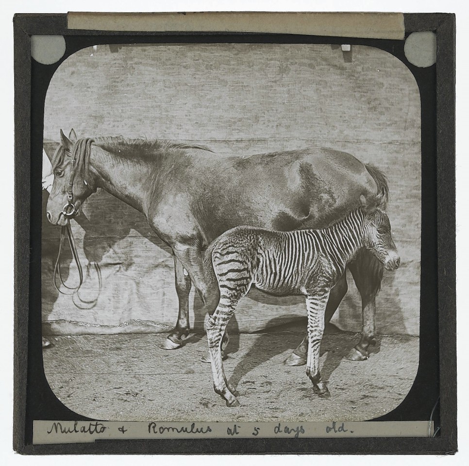  'Mulatto and Romulus at 5 days old'. Photograph of James Cossar Ewart's West Highland pony, Mulatto, and her foal, Romulus, at 5 days old standing next to each other in a barn. Romulus was born in 1896 and is a cross between a horse and a zebra. 