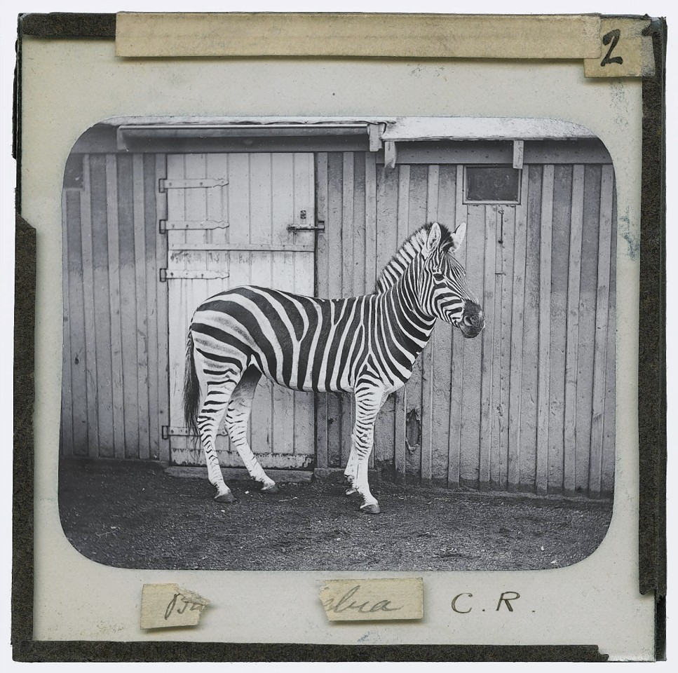 Burchells Zebra. Photograph of Burchells zebra standing in a paddock next to a barn in the early 20th century