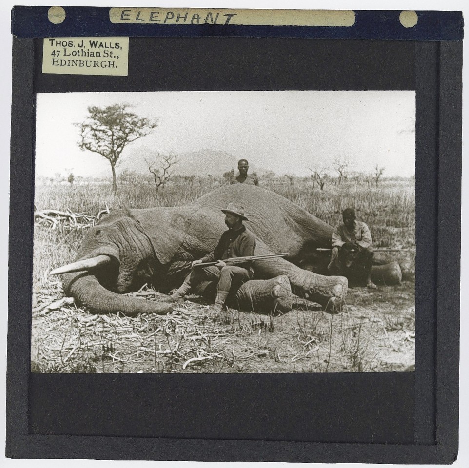  Elephant. Two hunters sitting on a dead elephant with a third man standing behind it on the plains in Africa in the early 20th century.