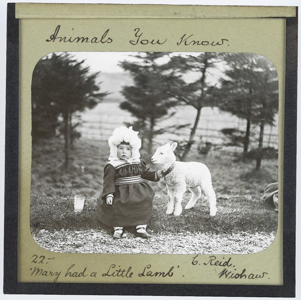 A little girl posed with a little lamb in a paddock with trees in the background entitled, "Mary had a Little Lamb" in the early 20th century.