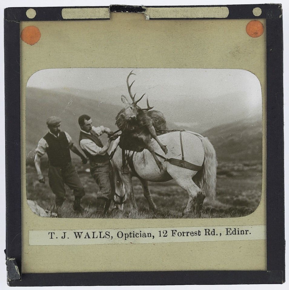Deer Stalking. A man tying a dead deer onto a horse as it grazes while another man assists in Scotland in the early 20th century. The two men were out deer stalking. 