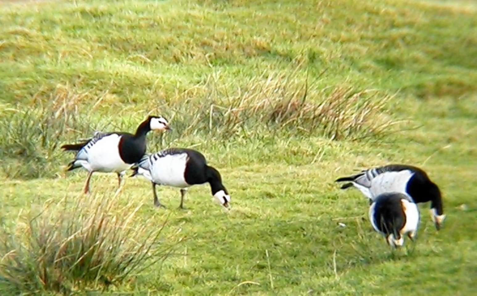 Barnacle geese