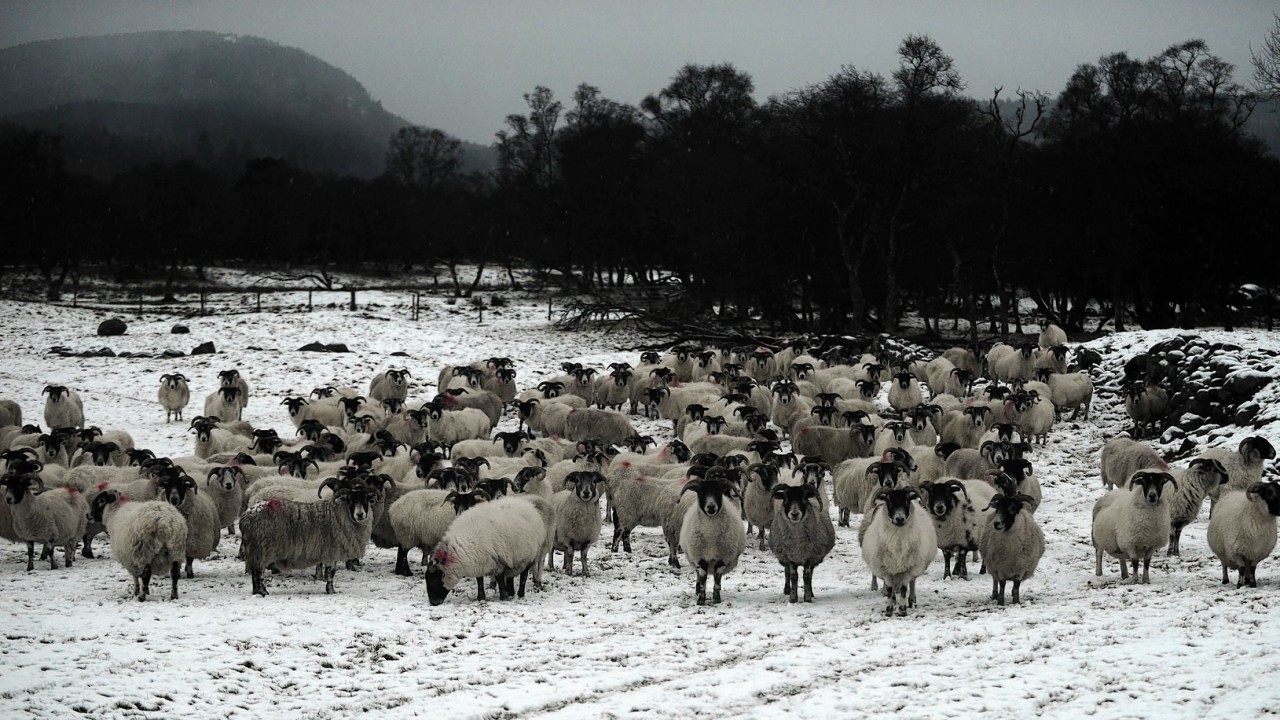 Snowy sheep in Braemar