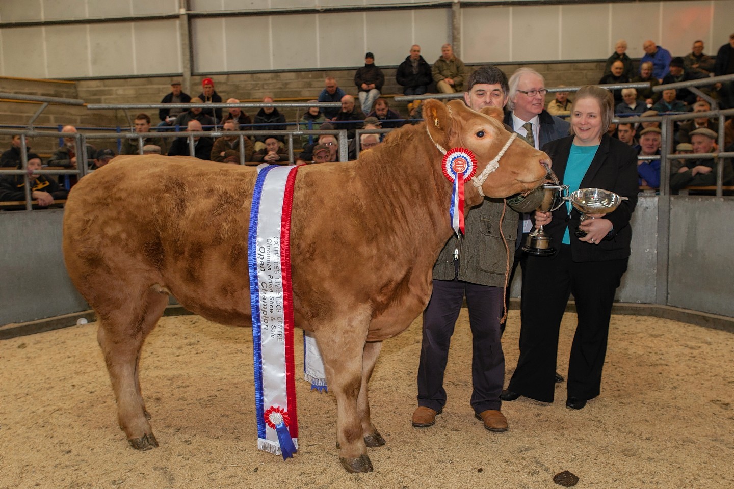 The £3,000 Charolais cross heifer