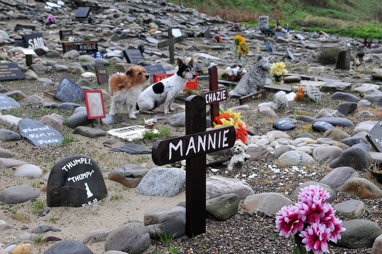 Mourner drives hundreds of miles for north east pet cemetery