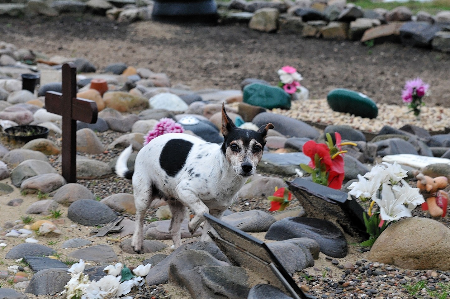 Cullen pet cemetery