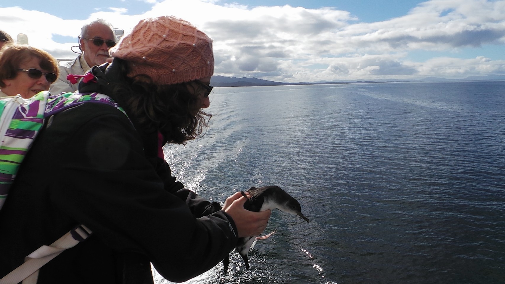 Manx shearwater