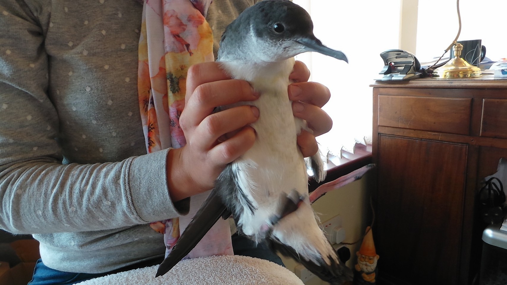 Manx shearwater