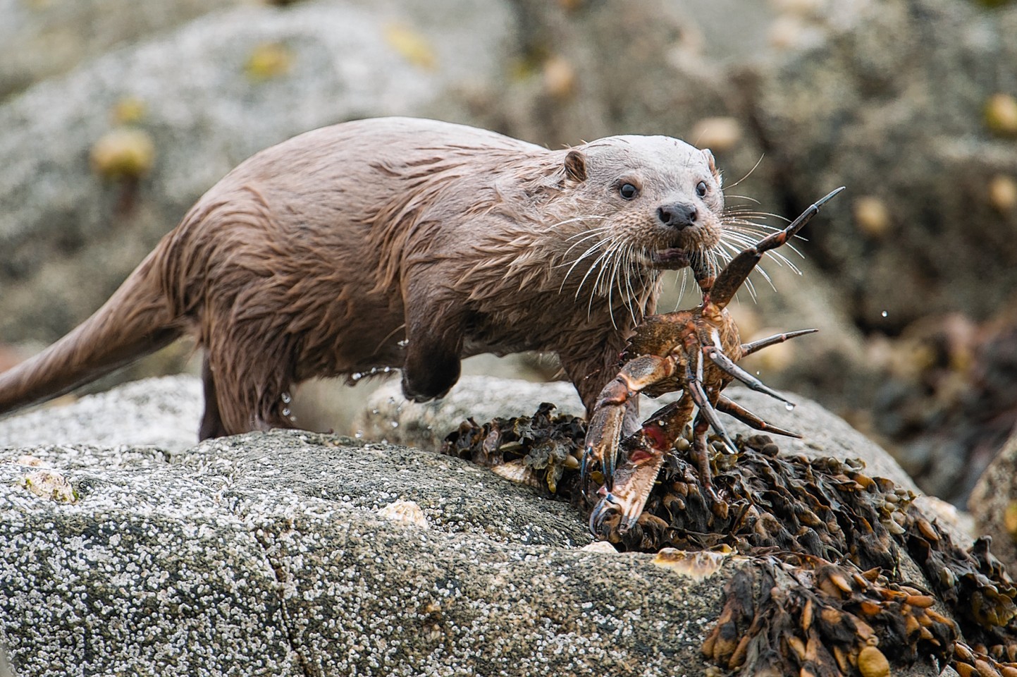 Two of the four otters found to have avian flu were on Shetland and Skye.