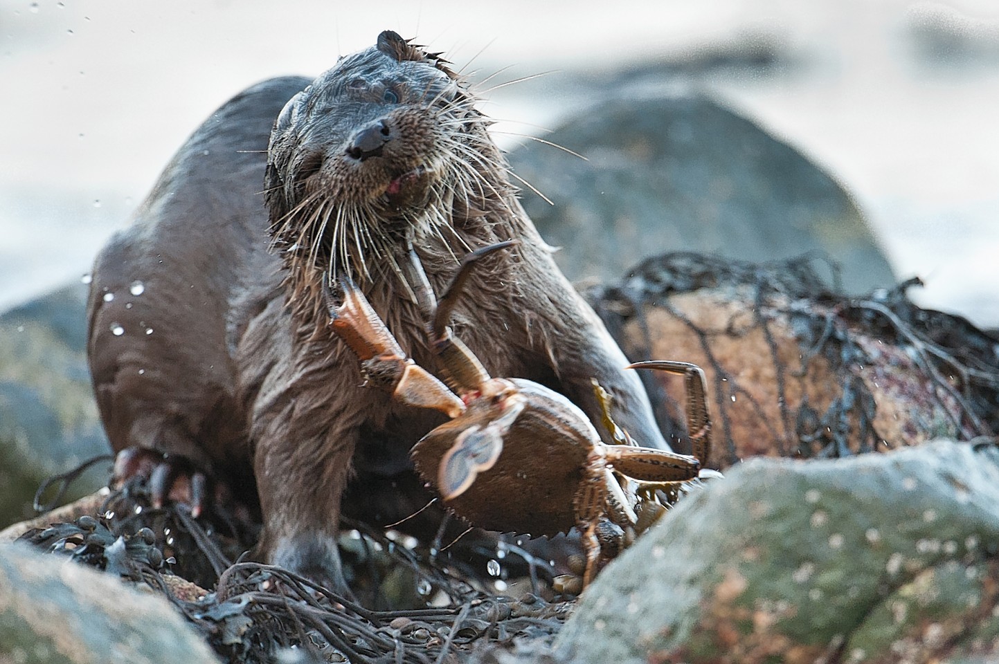 Otter